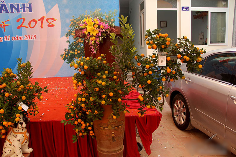 Cây quất độc nhất được ngã giá trăm triệu chưa bán